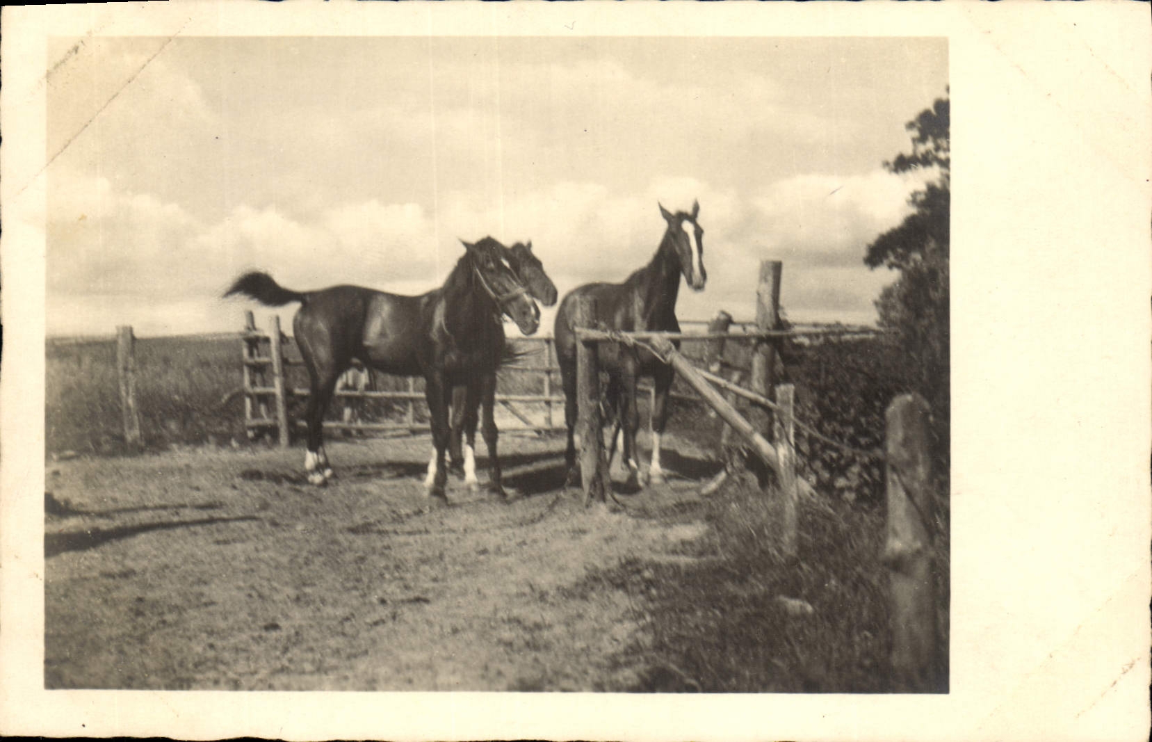 Deux chevaux — paysage rural — CPAPHIL n°1463