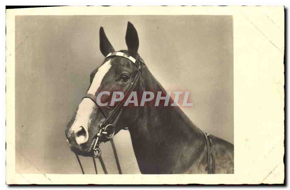 Portrait d'un cheval — éditeur NRC, n° 1311