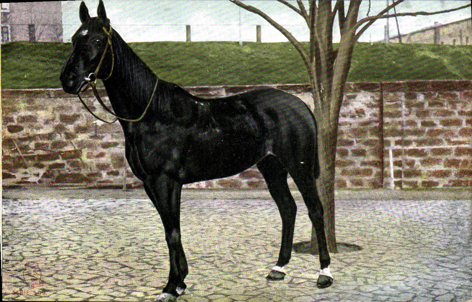 Cheval noir — portrait — série 501, éditeur CPAPHIL