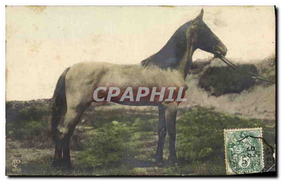 Cheval — portrait — éditeur C. C. 927/6