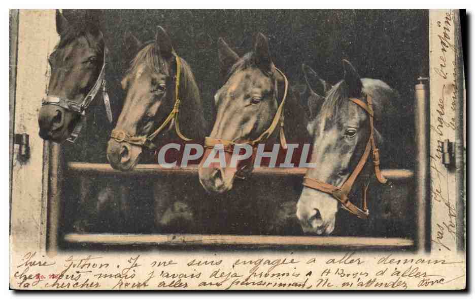 CPA Cheval Hippisme Equitation 
