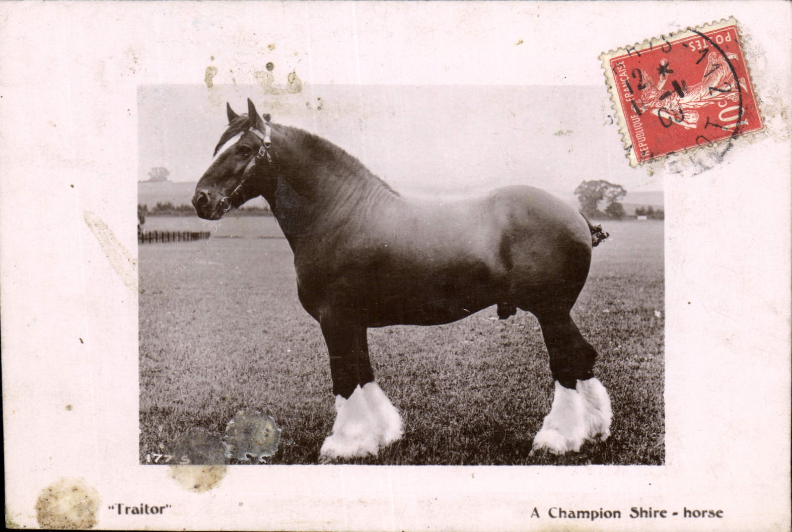 CPA Cheval Hippisme Equitation A champion Shire Horse