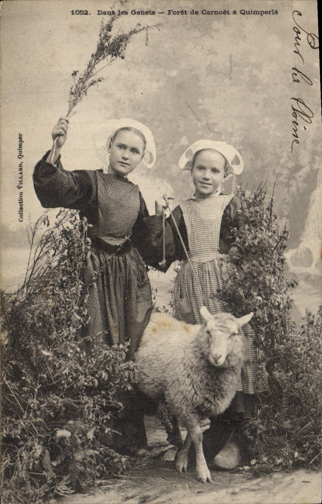 CPA Folklore Foret de Carnoet a Quimperle Agneau Dans les Genets 
