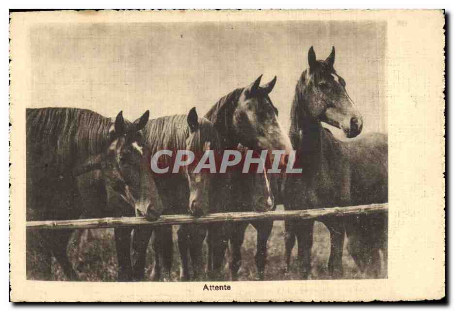 Quatre chevaux — Attente — U.S. Rev. Stamps - Milano, N. 7618