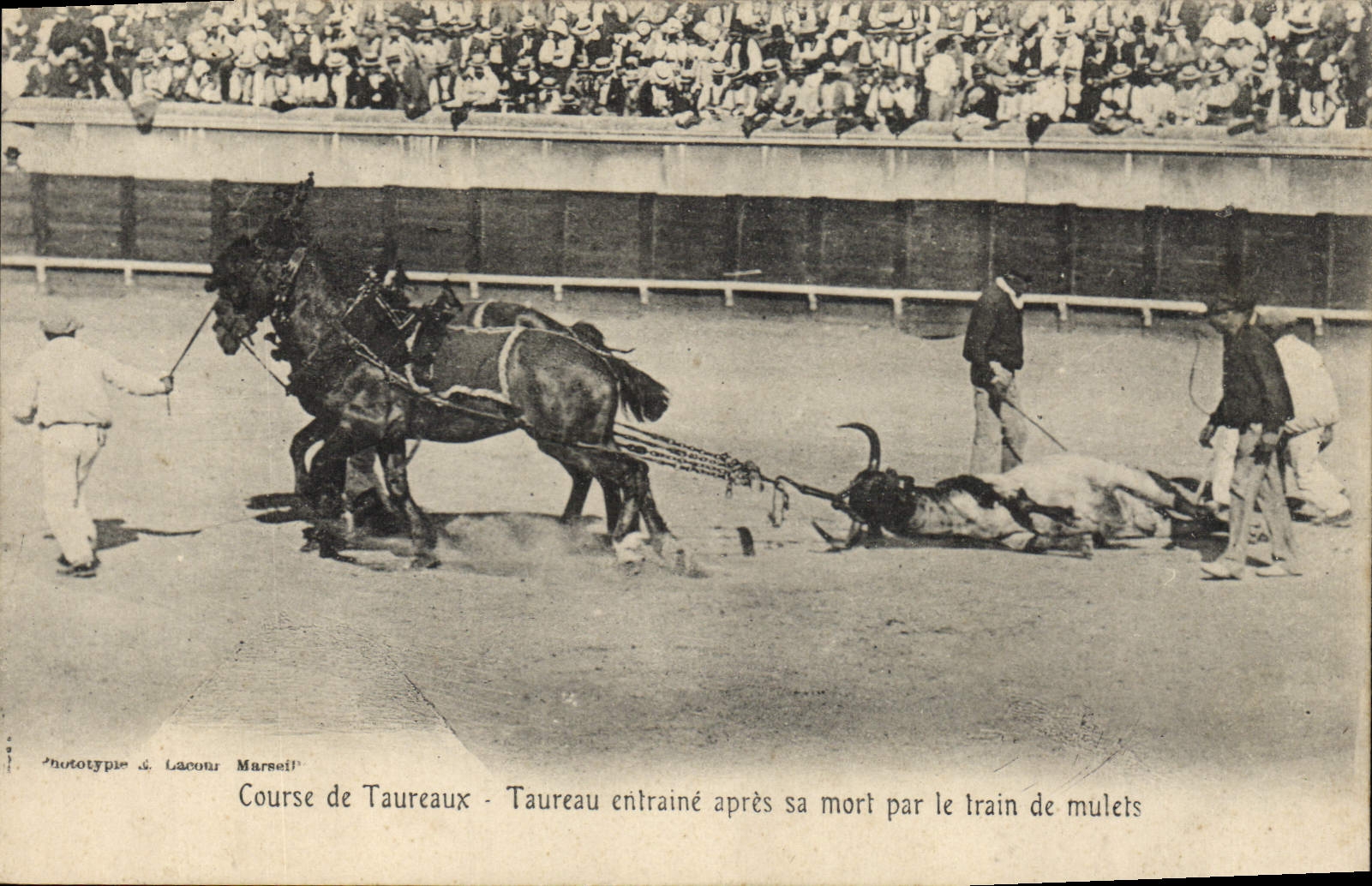 Course de Taureaux — Taureau entraîné après sa mort par le train de mulets — Phototype & Lacour Marseille