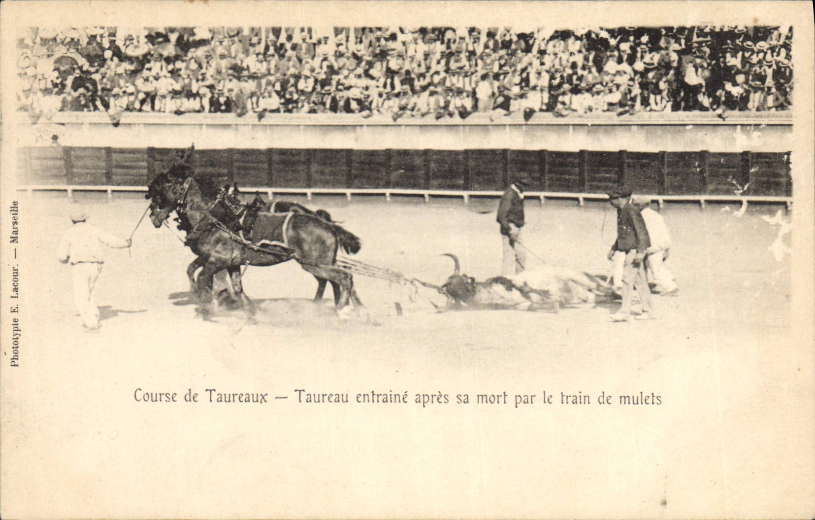 Course de Taureaux — Taureau entraîné après sa mort par le train de mulets — Phototypie E. Lacour — Marseille