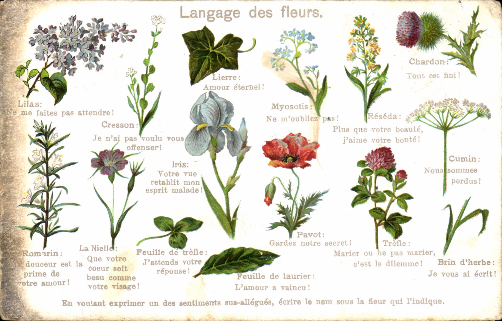 CPA Fantaisie Le langage des fleurs 