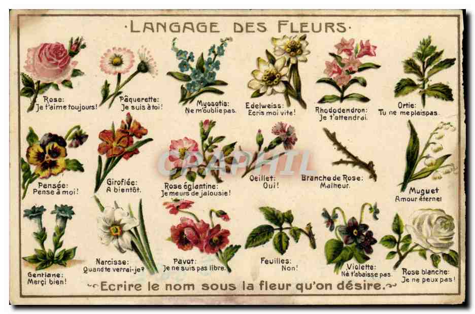 CPA Fantaisie Le langage des fleurs