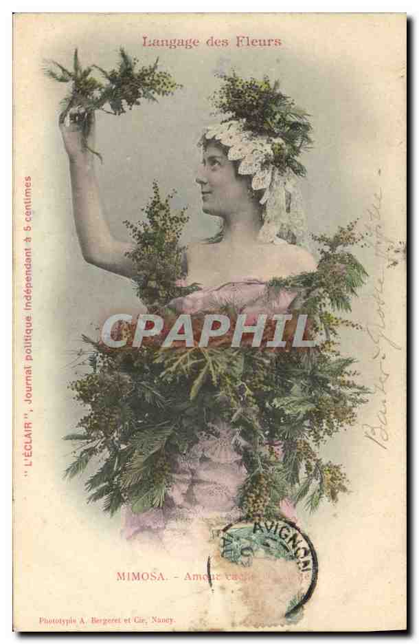 CPA Fantaisie Le langage des fleurs Mimosa