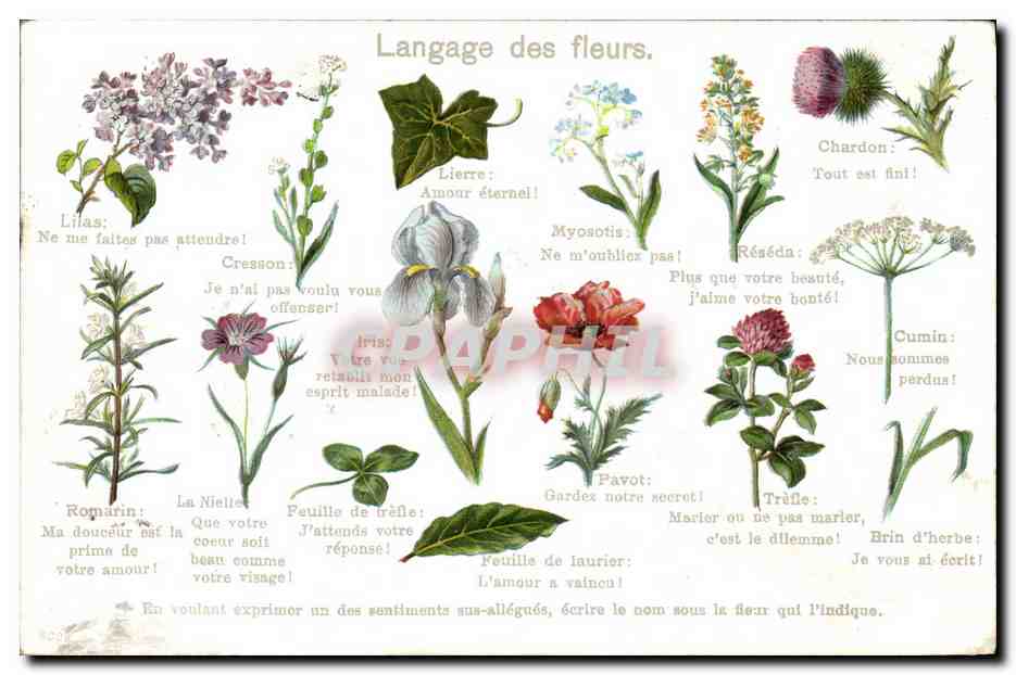 CPA Fantaisie Le langage des fleurs