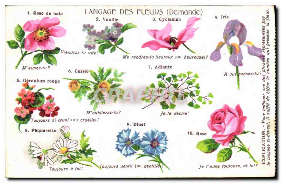 CPA Fantaisie Le langage des fleurs