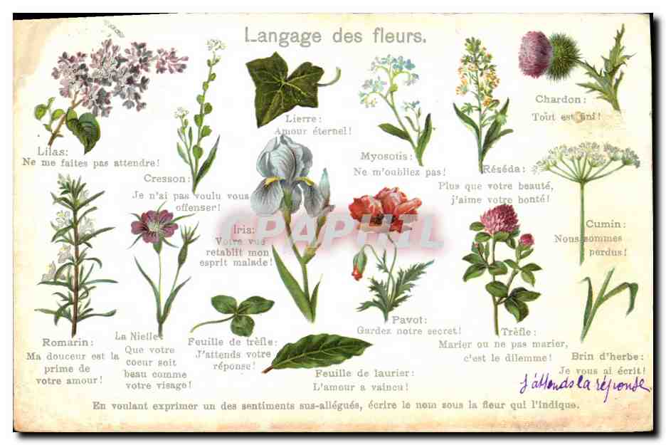 CPA Fantaisie Le langage des fleur