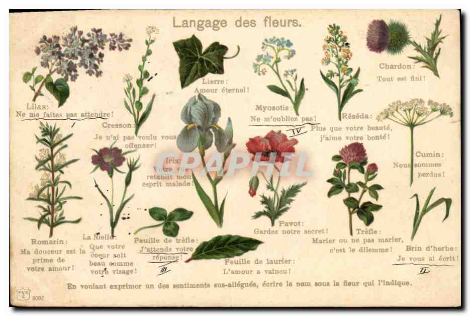 CPA Fantaisie Langage des Fleurs