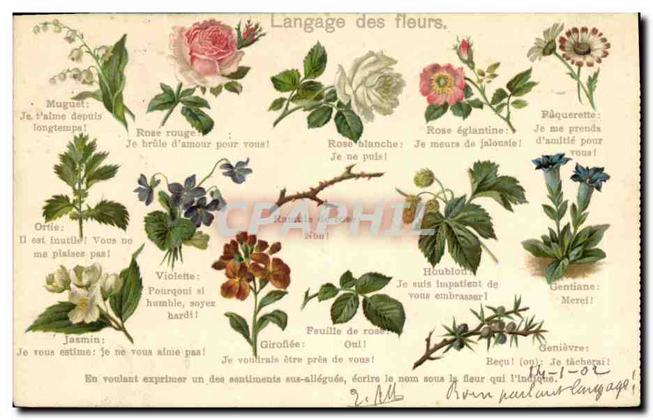 CPA Fantaisie Langage des Fleurs 