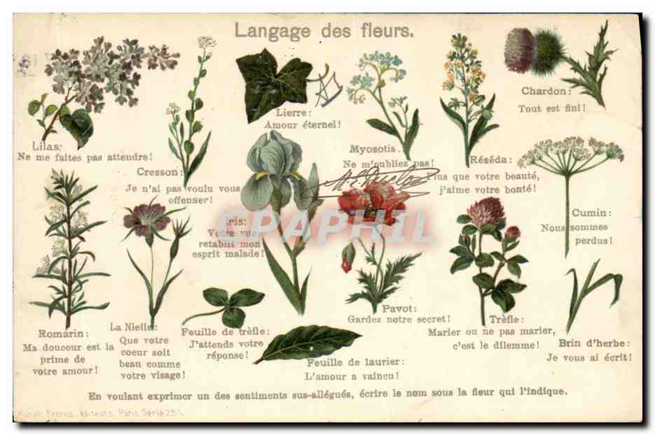 CPA Fantaisie Le langage des Fleurs 