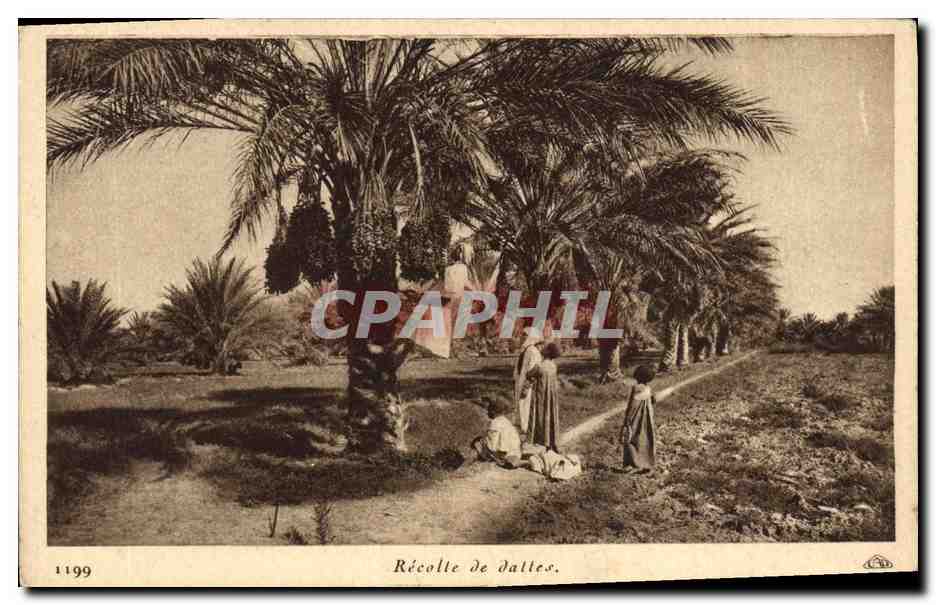 CPA Palmiers Recolte de dattes 