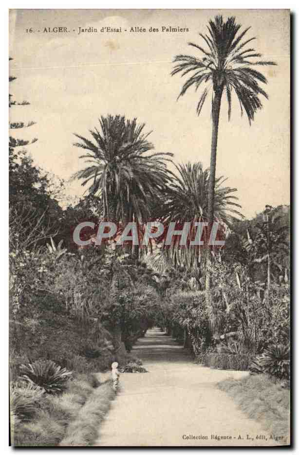 CPA Alger Jardins d'essai Allee des Palmiers 
