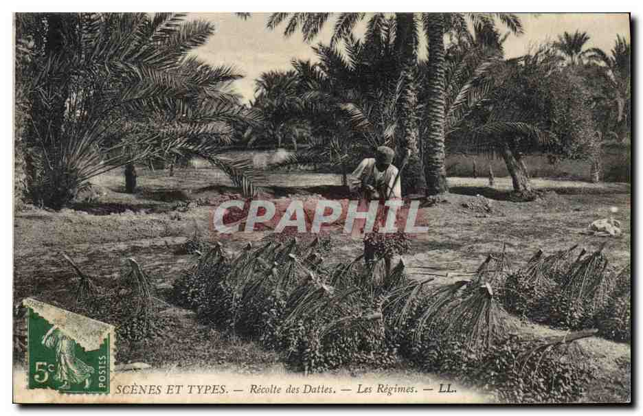 CPA Palmiers Recolte de dattes Les regimes 