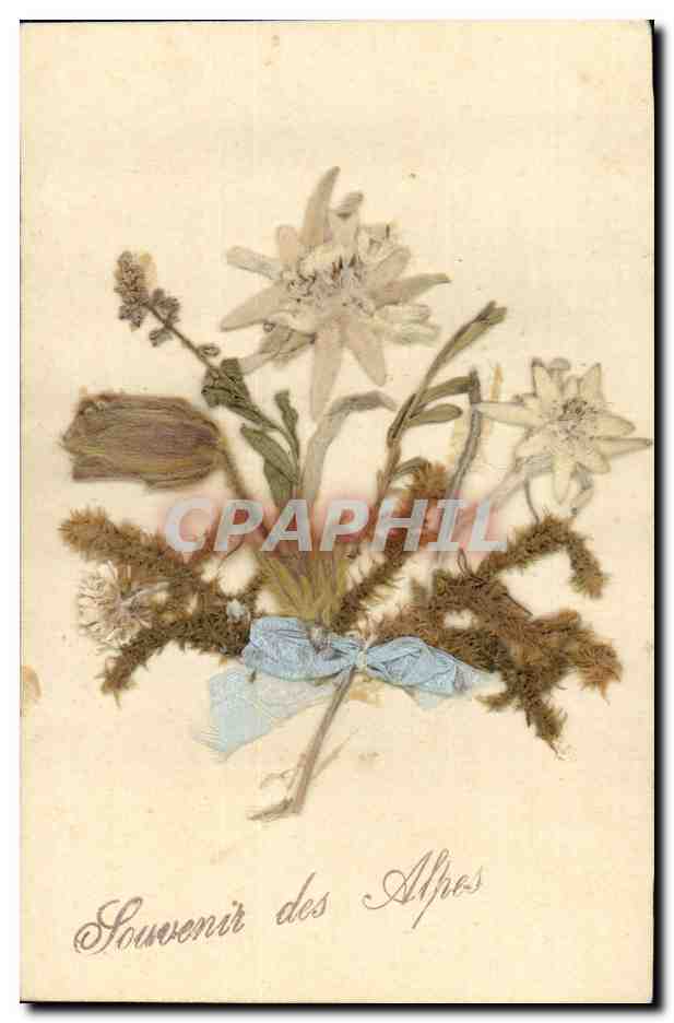 Bouquet de flores secas — Recuerdo de las Alpes — CPAPHIL