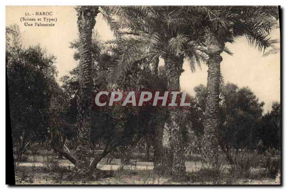 CPA Palmiers Palmier Maroc Une palmeraie 