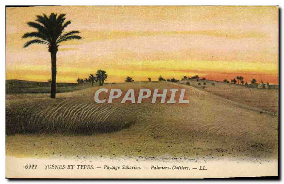 CPA Palmiers Palmier Paysage saharien Palmiers Dattiers 