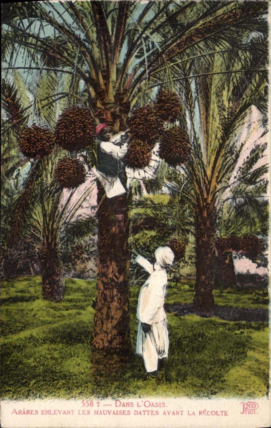 CPA Palmiers Palmier Dans l'oasis Arabes enlevant les mauvaises dattes avant la recolte 