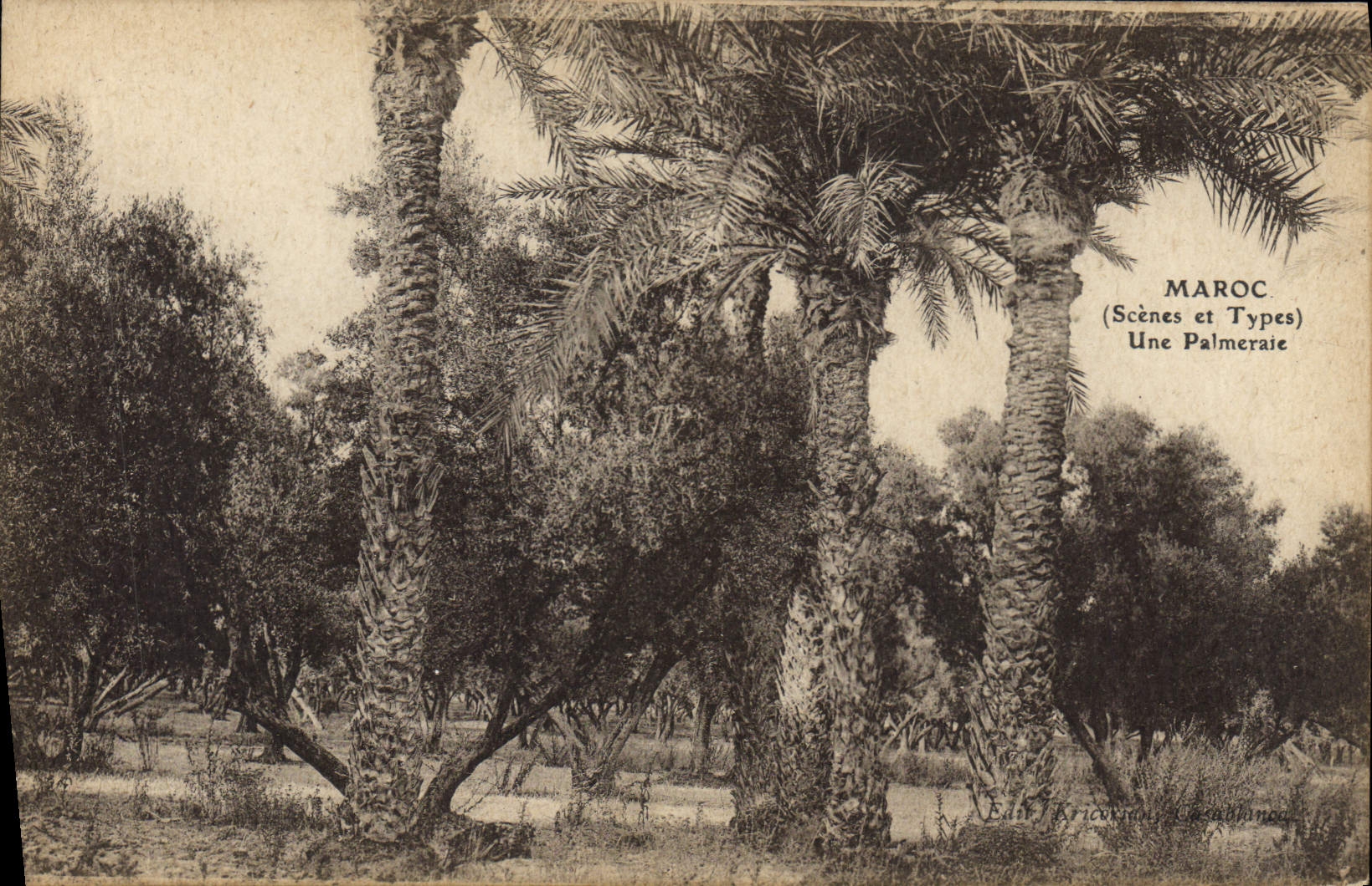 CPA Palmiers Palmier Maroc Une palmeraie 