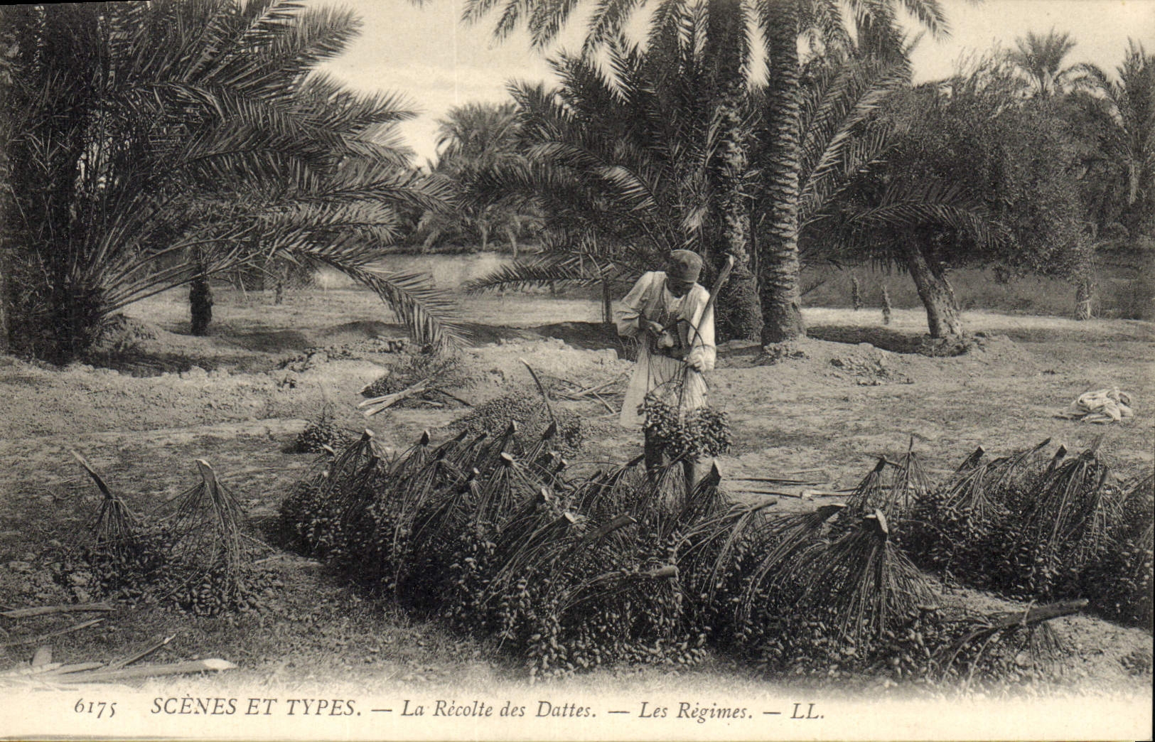 CPA Palmiers Palmier La recolte des dattes Les regimes