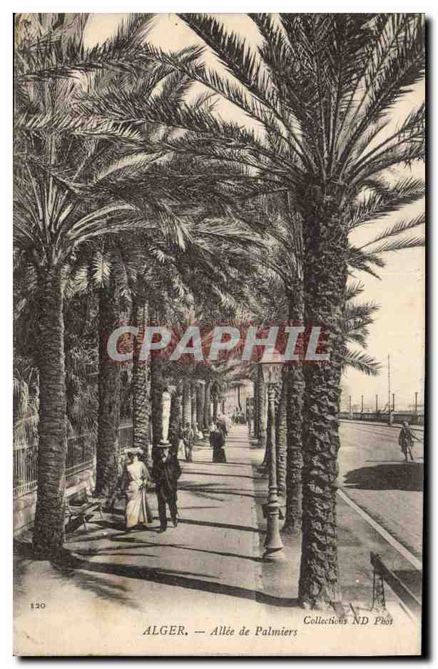 CPA Palmiers Palmier ALger Allee de palmiers 
