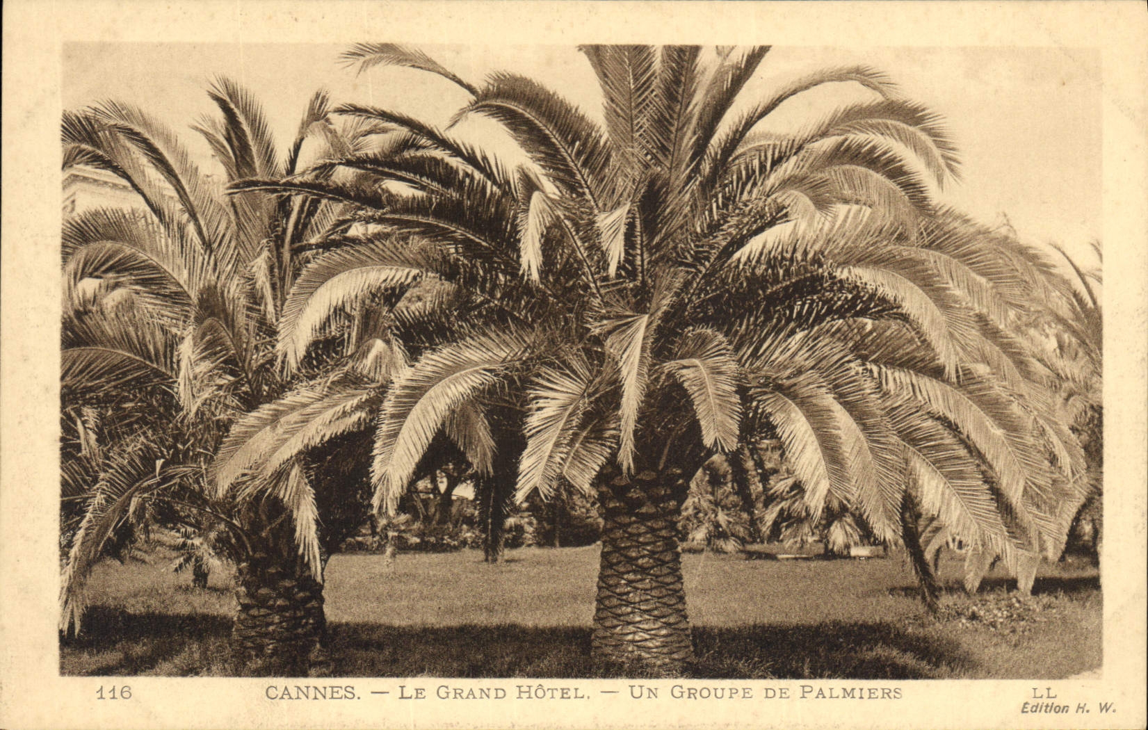 CPA Cannes Le grand Hotel Un groupe de Palmiers Palmier 