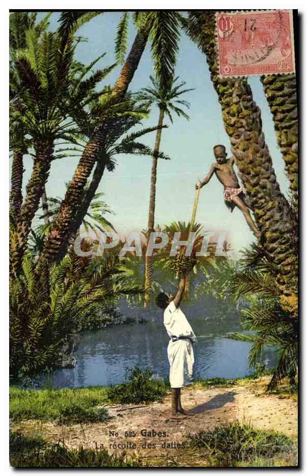 CPA Palmiers Palmier Gabes La recolte des dattes 