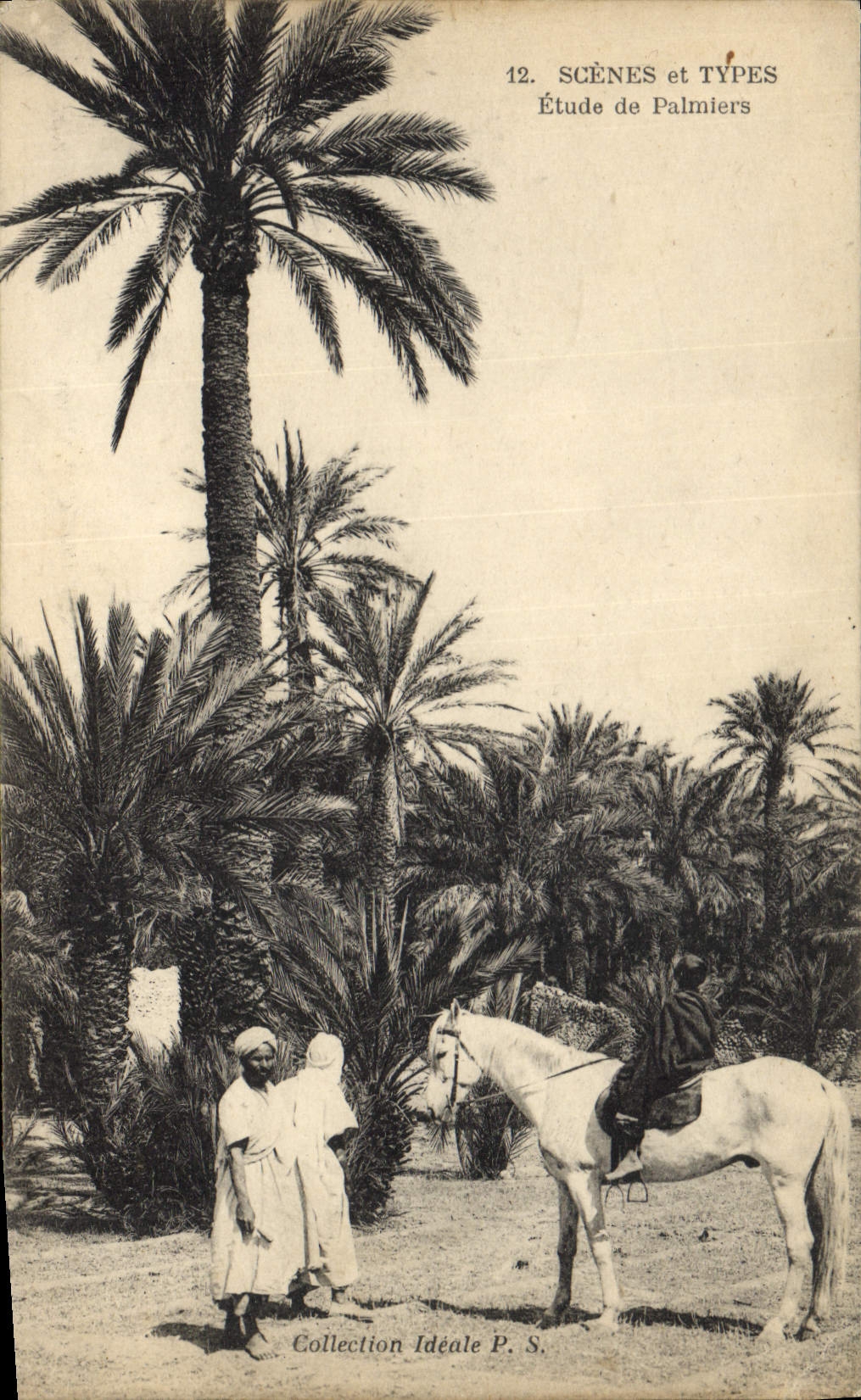 CPA Etude de Palmiers Cheval Palmier 