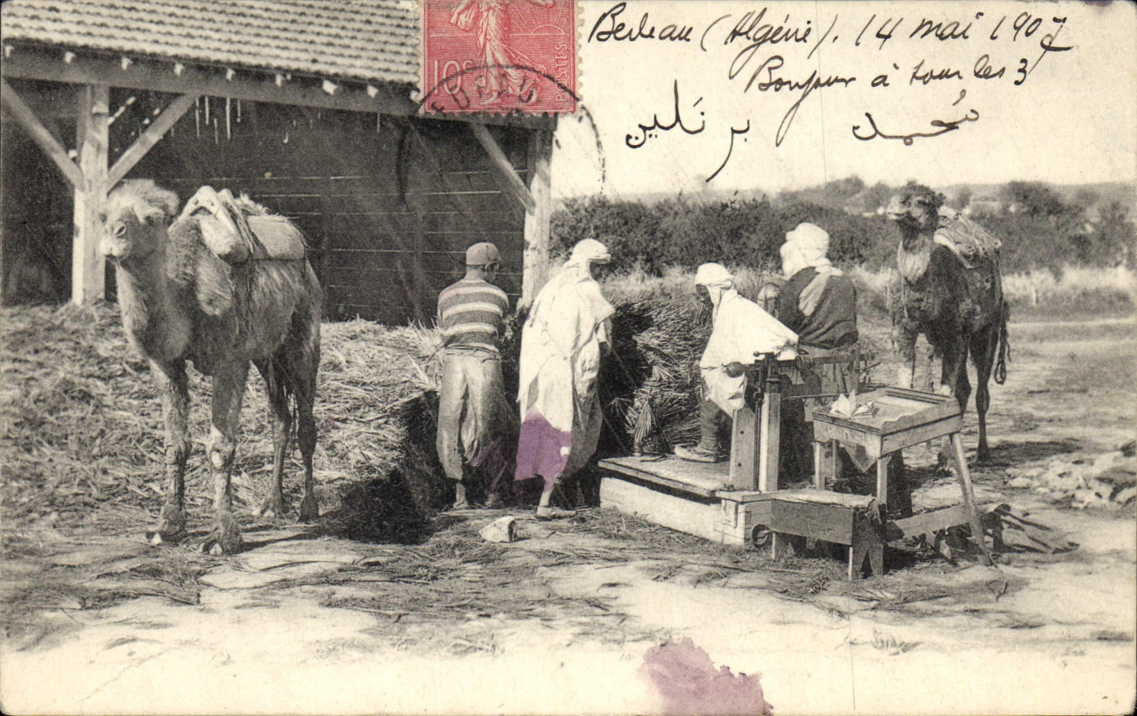 Béjaïa (Argelia) — Escena de trabajo con camellos — Tarjeta postal datada 14 de mayo de 1907