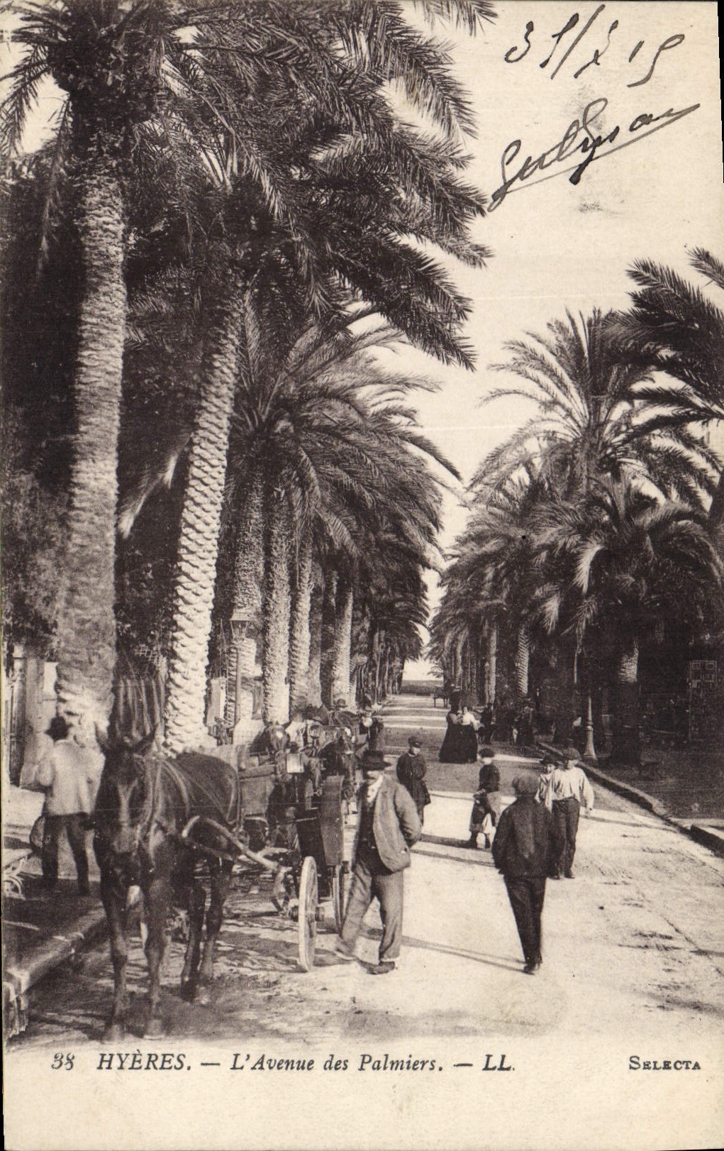 CPA Hyeres Avenue des Palmiers Palmier 