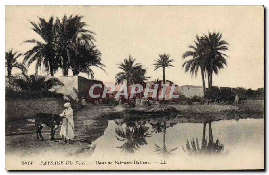 CPA Paysage du sud Oasis de Palmiers Dattiers Palmier 