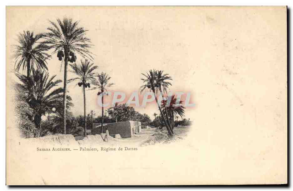 CPA Palmiers Sahara Algerien Regime de dattes Palmier 