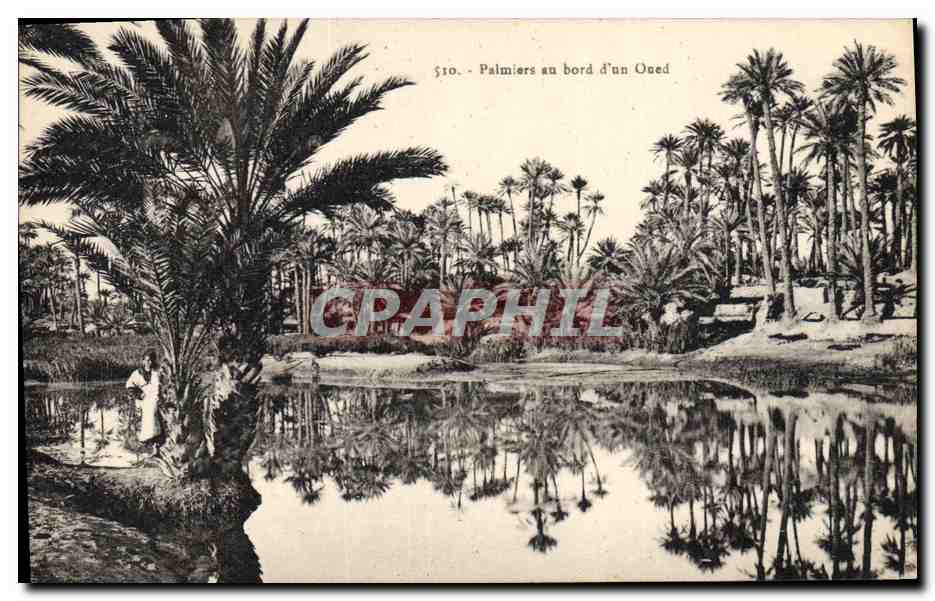 CPA Palmiers au bord d'un oued Palmier 