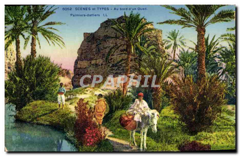 CPA Palmiers dattiers Au bord d'un oued Ane Mule Palmier 