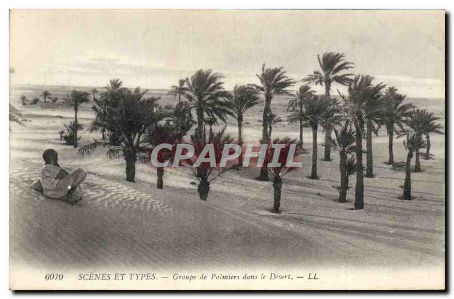 CPA Groupe de Palmiers dans le desert Palmier 