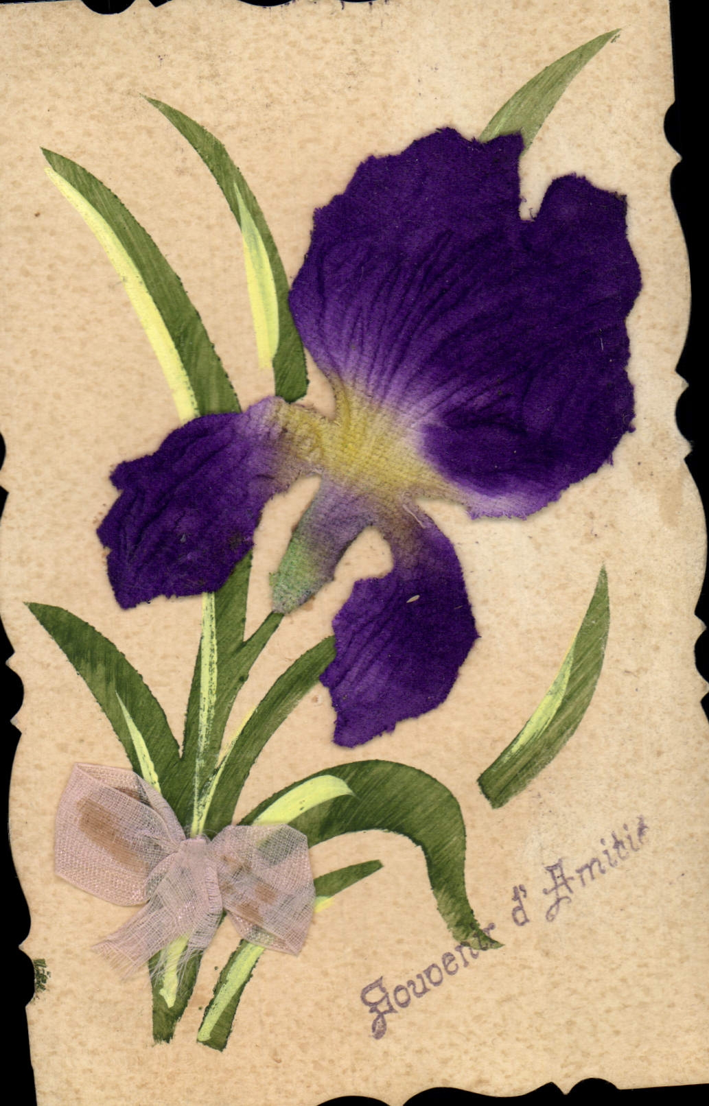 Iris violet — Fleur d'Amitié — Carte postale