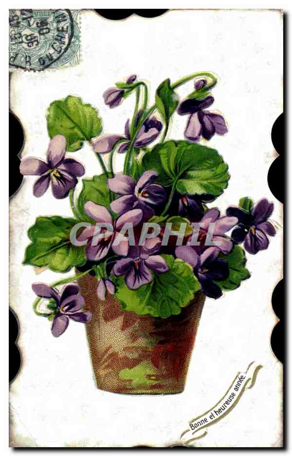 Violet — bosje in een vaas — uitgever J. Drouchen
