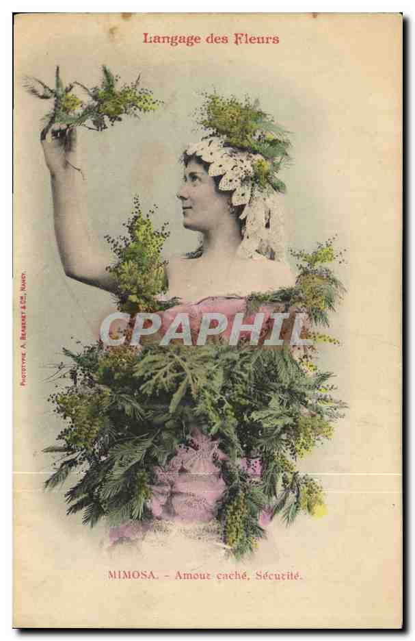 CPA Fantaisie Le langage des Fleurs Mimosa 