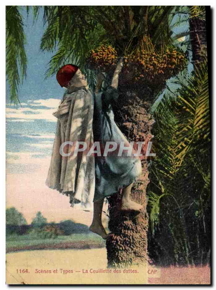CPA Palmiers Palmier La ceuillette des dattes Cueillette 