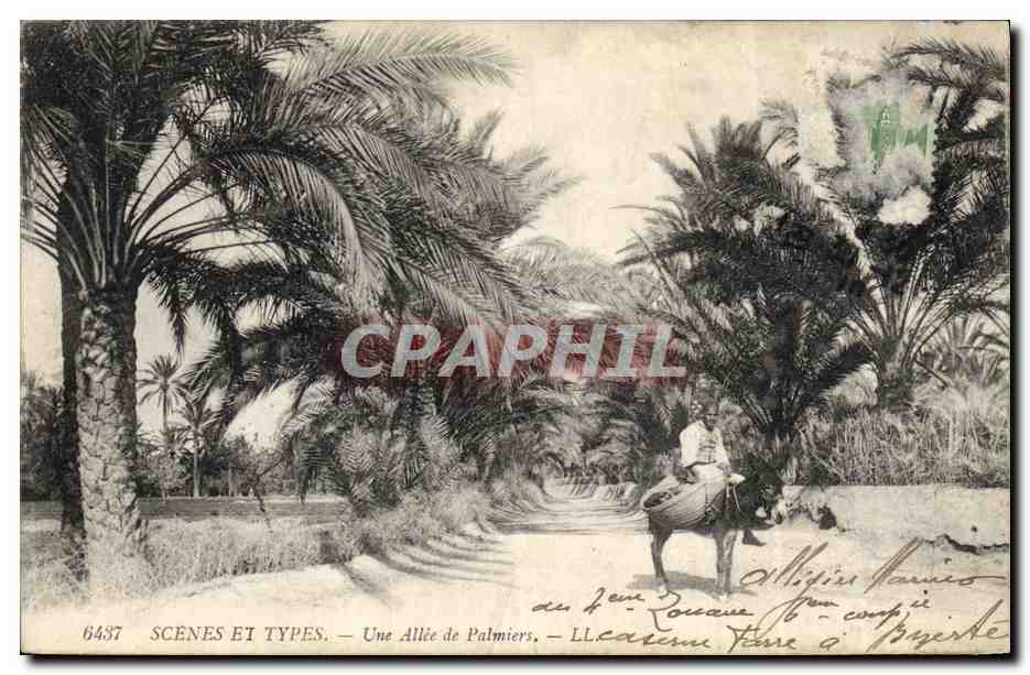CPA Une allee de Palmiers Palmier Ane Mule 