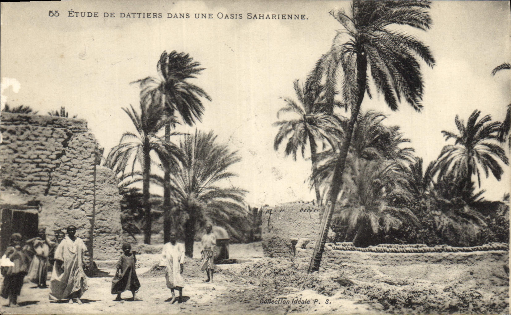 CPA Palmiers Palmier Etude de dattiers dans une oasis saharienne 