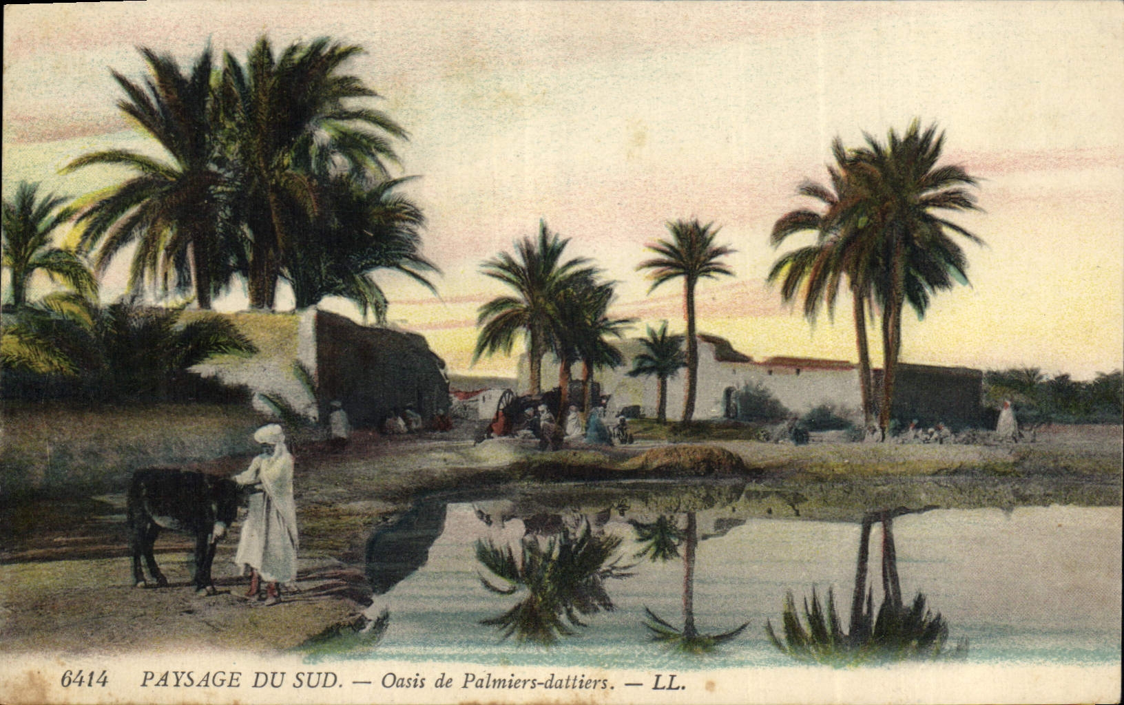 CPA Palmiers Palmier Oasis de palmiers dattiers 