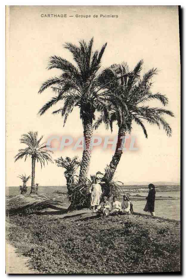 CPA Carthage Groupe de Palmiers Palmier 