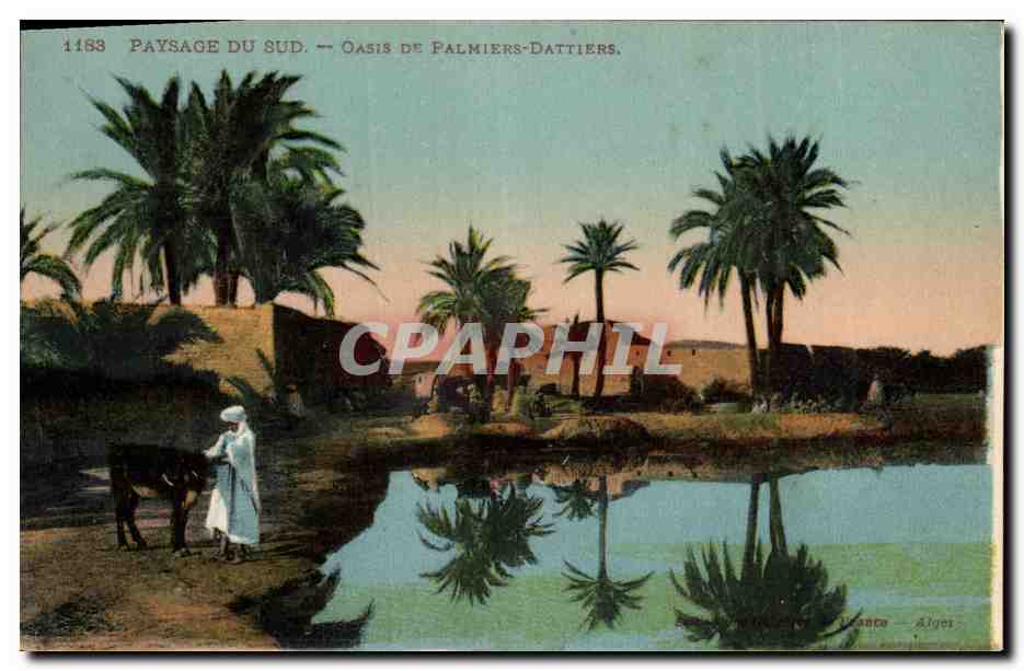 CPA Palmiers Palmier Oasis de palmiers dattiers 