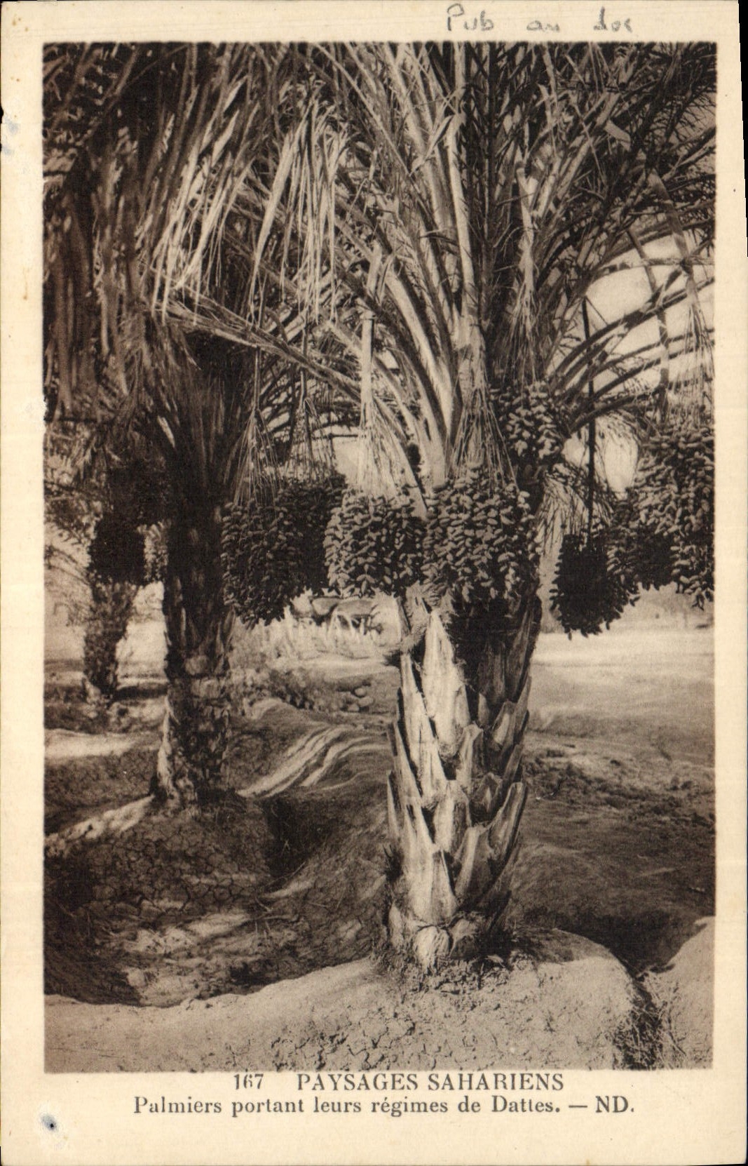 CPA Palmiers Palmier Paysages sahariens Palmiers portant leurs regimes de dattes 