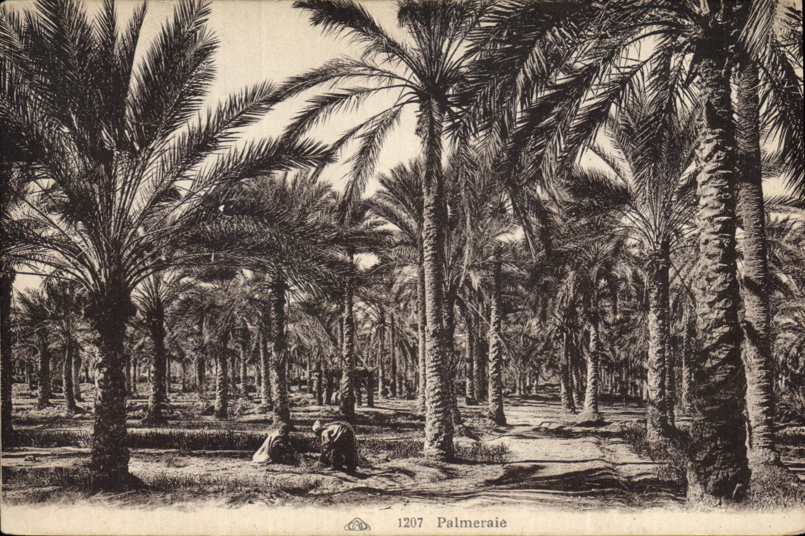 CPA Palmiers Palmier Palmeraie 